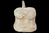 Hadrosaur Caudal Vertebrae - Montana #101776-2